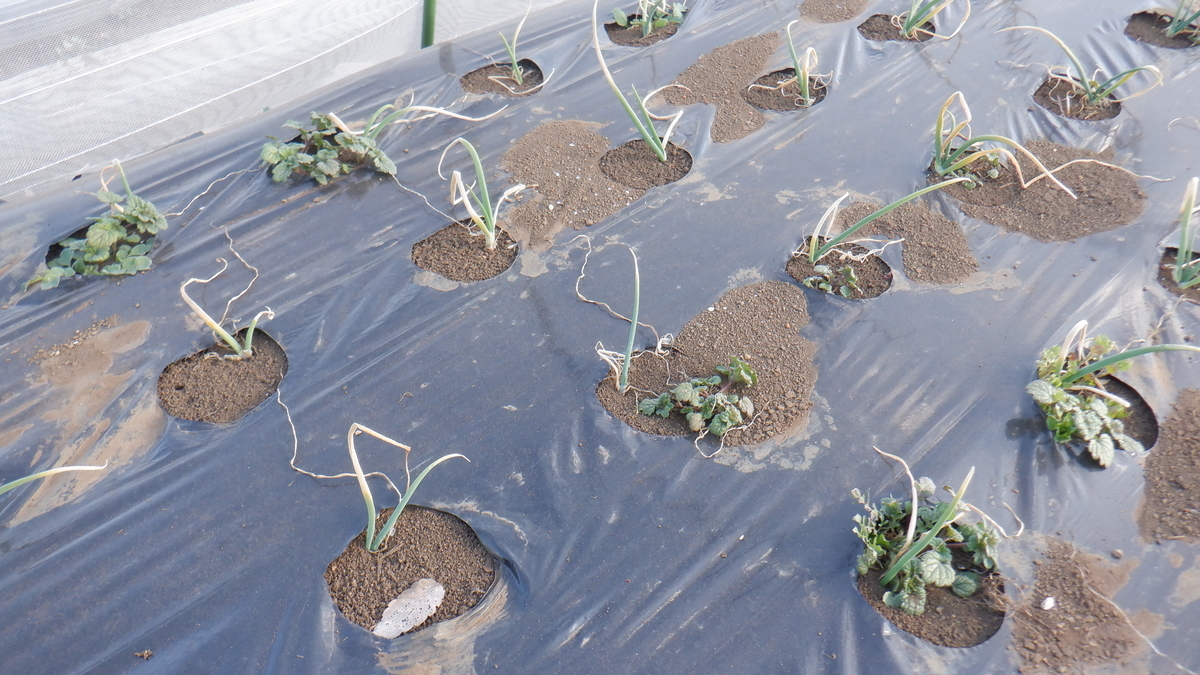 f:id:cafelegume:20220131210708j:plain