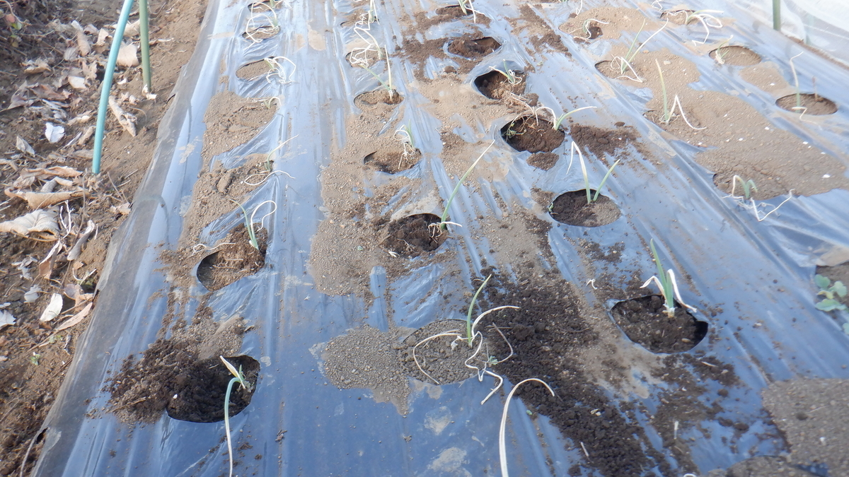 f:id:cafelegume:20220131211018j:plain