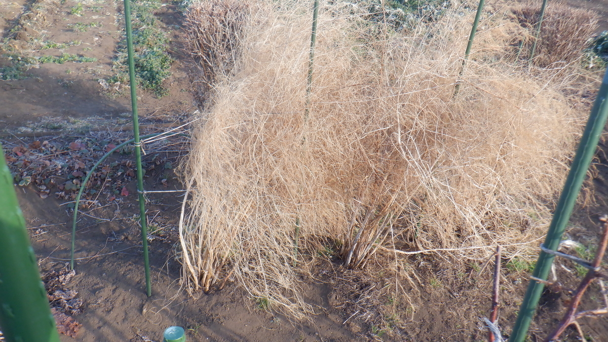 f:id:cafelegume:20220131212245j:plain