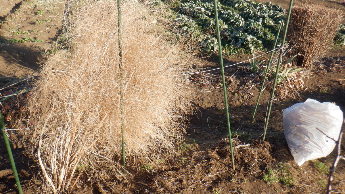 f:id:cafelegume:20220131212346j:plain