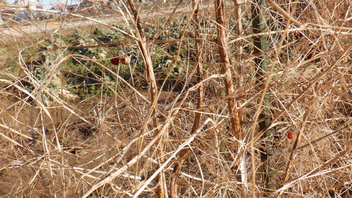 f:id:cafelegume:20220131212543j:plain