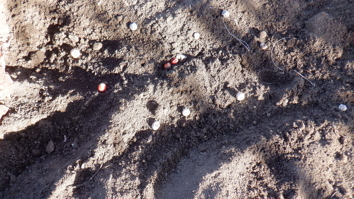 f:id:cafelegume:20220131212631j:plain