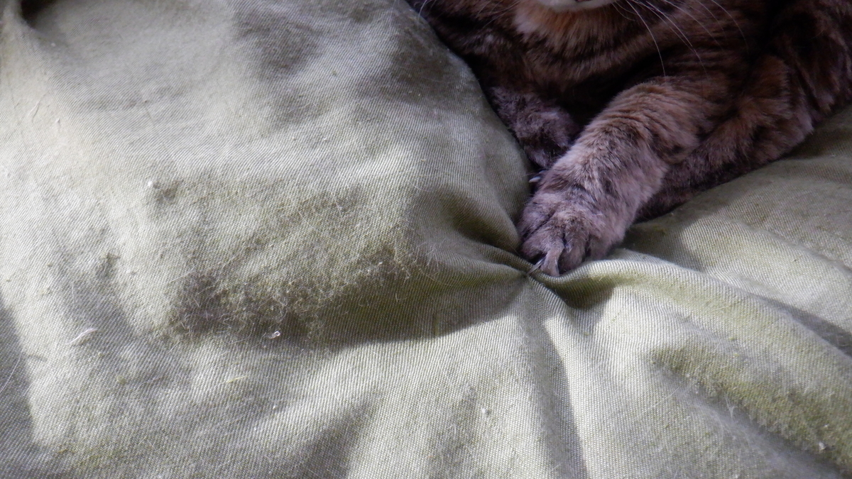 f:id:cafelegume:20220131232822j:plain