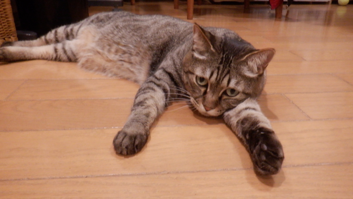 f:id:cafelegume:20220131233711j:plain