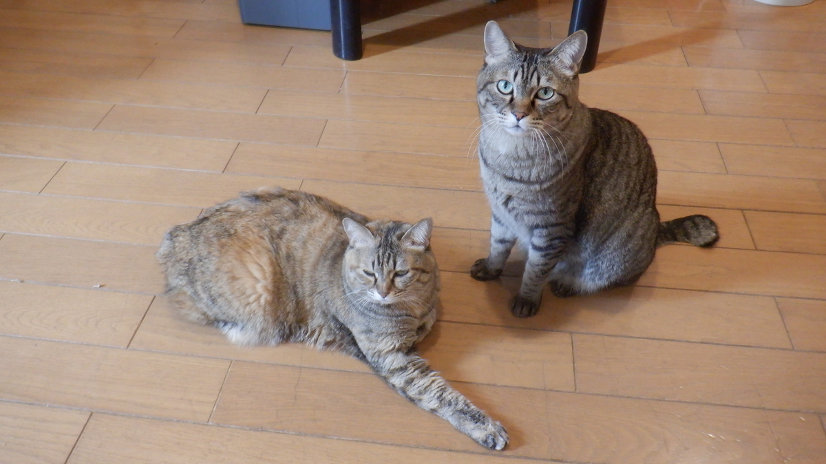 f:id:cafelegume:20220131233834j:plain
