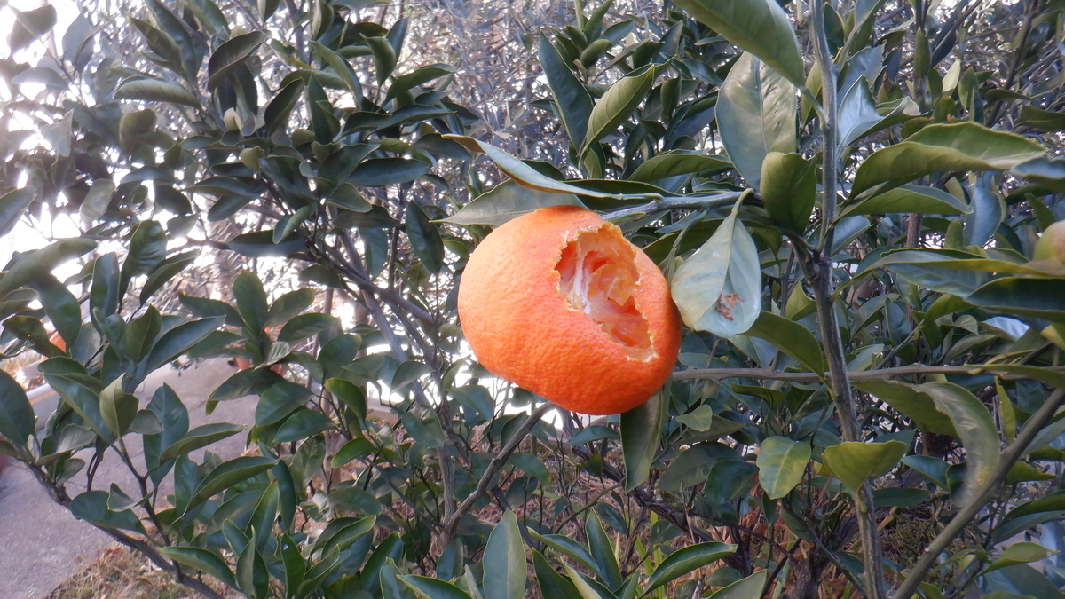 f:id:cafelegume:20220201222455j:plain