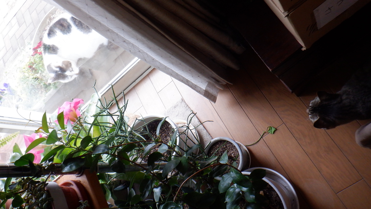 f:id:cafelegume:20220308213136j:plain