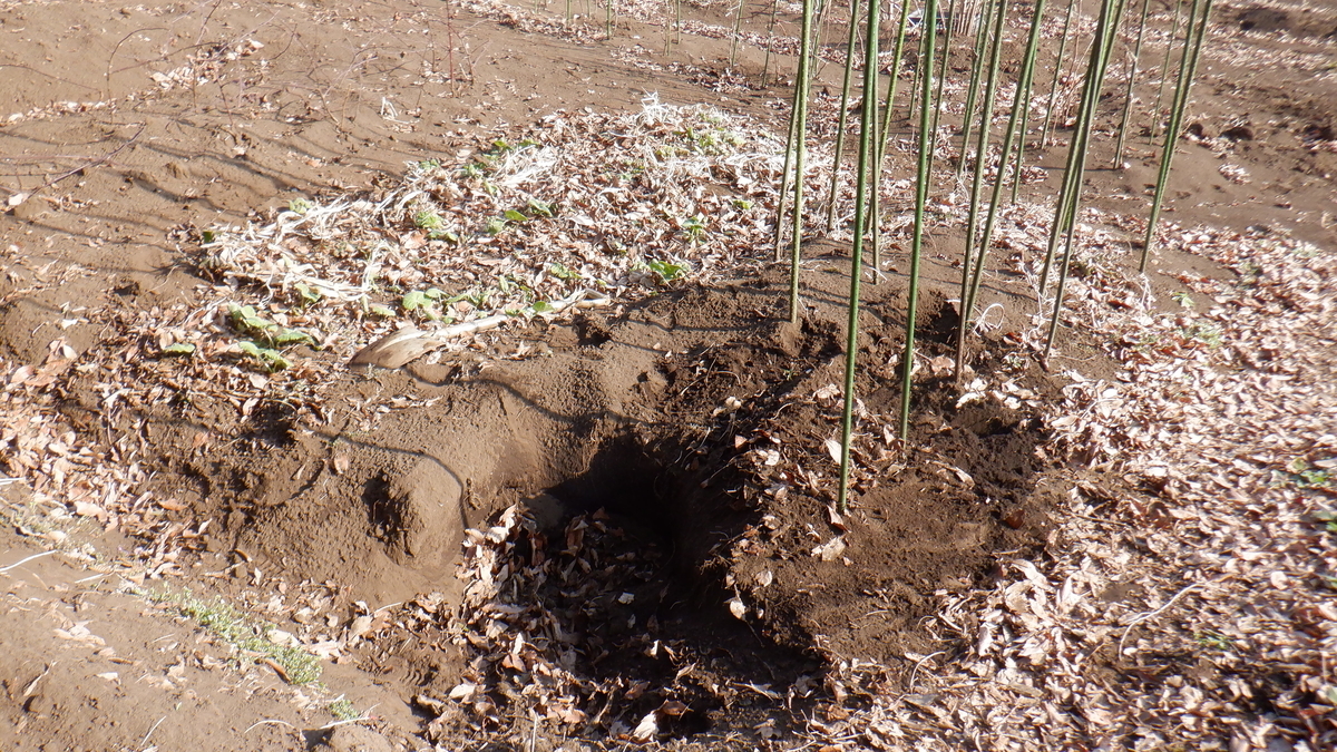 f:id:cafelegume:20220310205938j:plain