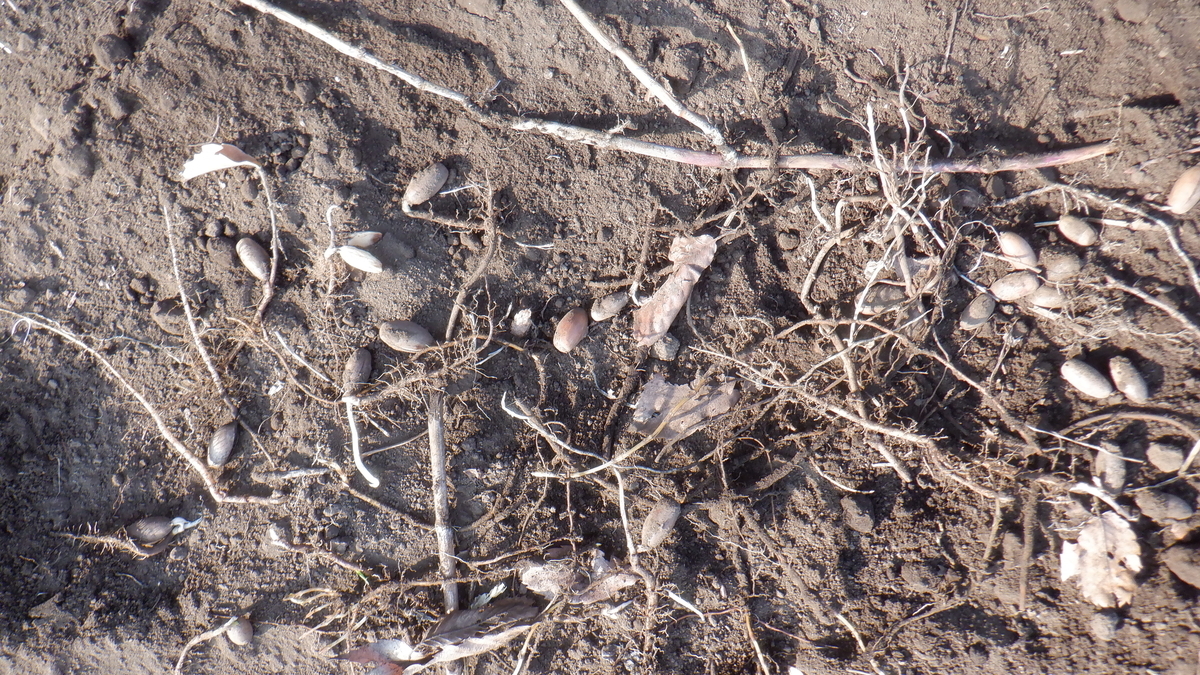 f:id:cafelegume:20220310210406j:plain