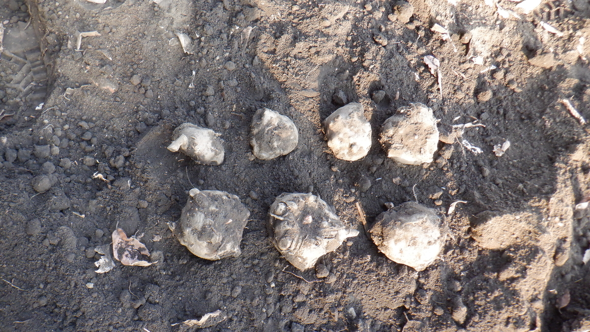 f:id:cafelegume:20220310211748j:plain