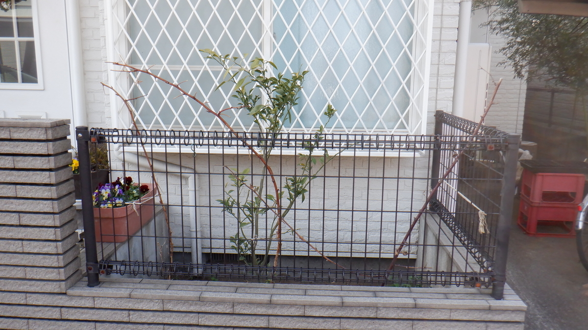 f:id:cafelegume:20220311234934j:plain