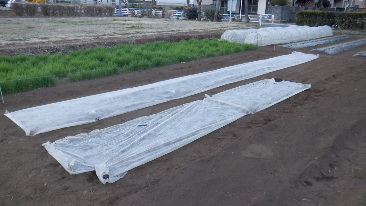 f:id:cafelegume:20220314223738j:plain