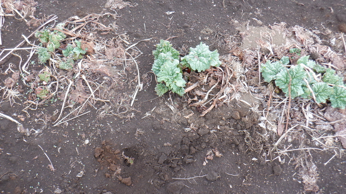 f:id:cafelegume:20220319192609j:plain