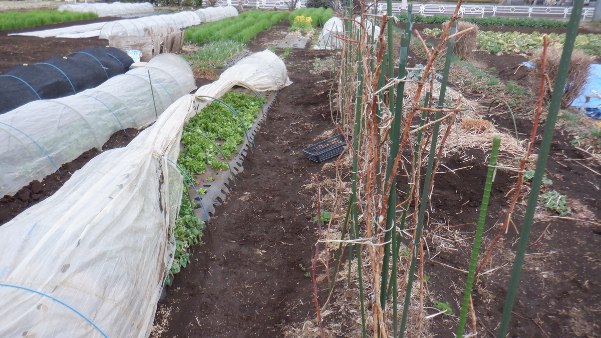 f:id:cafelegume:20220319205002j:plain