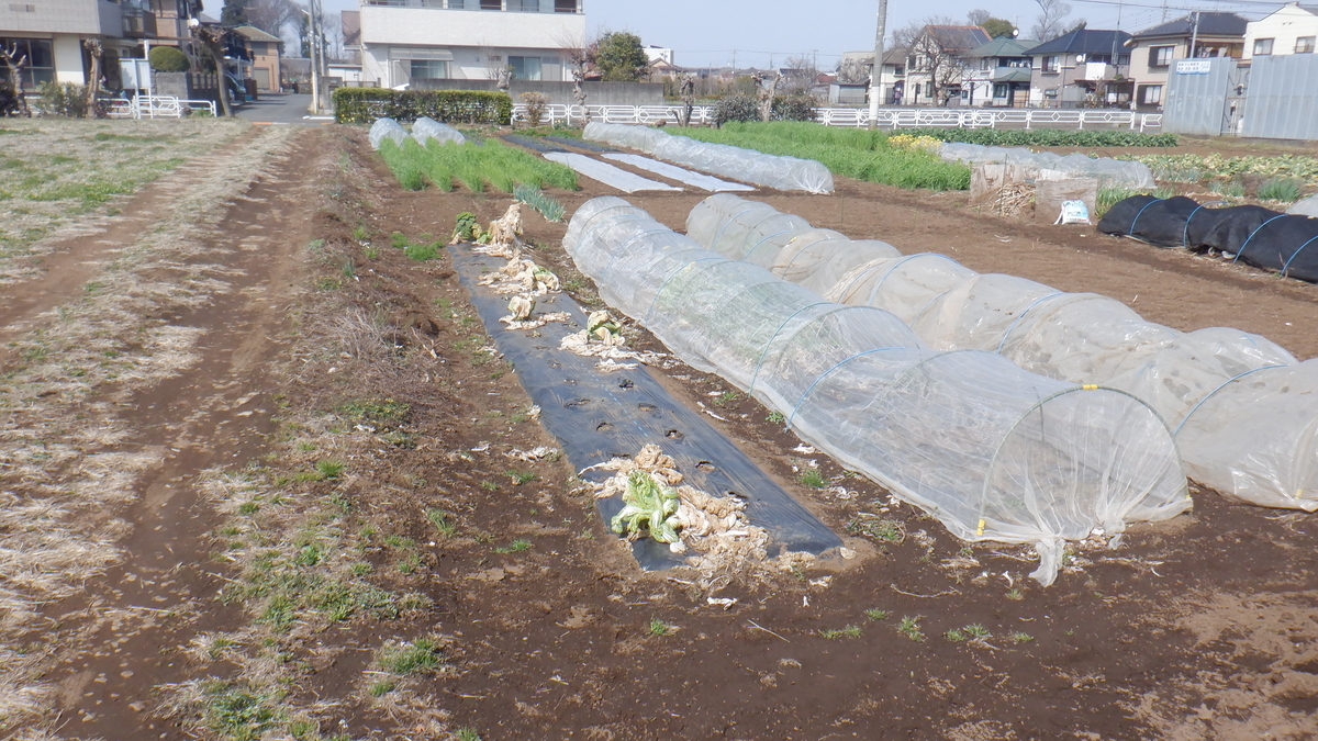 f:id:cafelegume:20220325220029j:plain