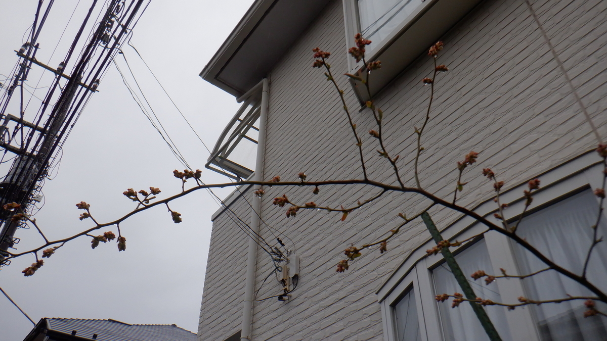 f:id:cafelegume:20220403202729j:plain