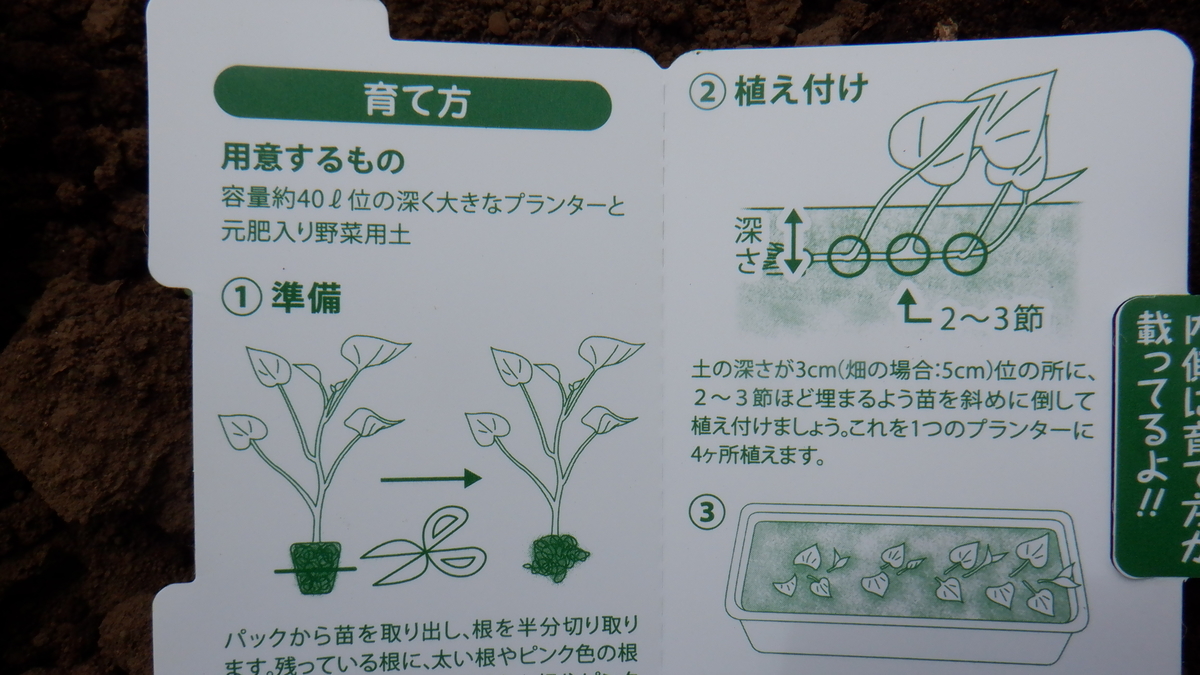 さつまいも植え直しました Cafelegumeのブログ さつまいも植え直しました Cafelegumeのブログ