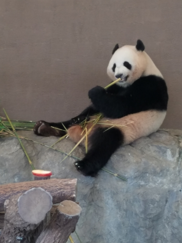 f:id:cafenoir-panda:20180526211119j:plain