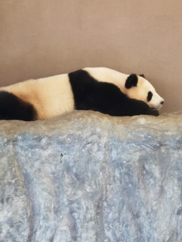 f:id:cafenoir-panda:20180526211143j:plain