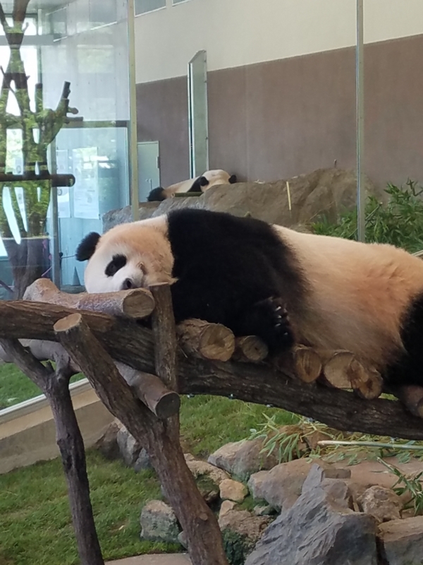 f:id:cafenoir-panda:20180526211146j:plain