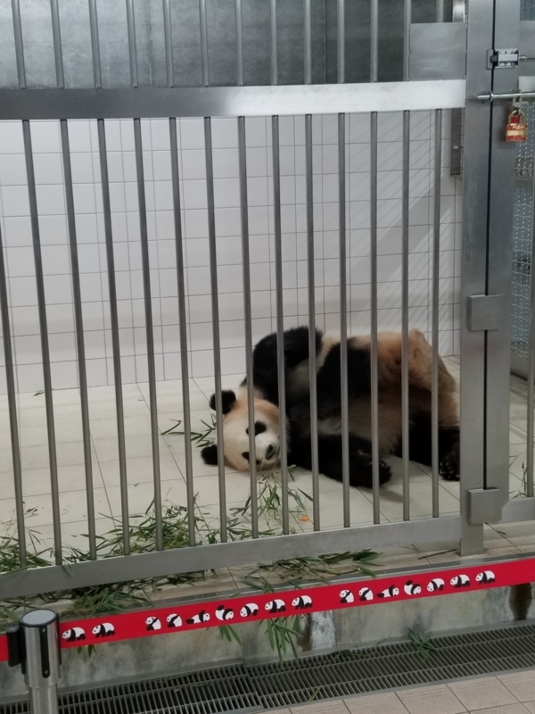 f:id:cafenoir-panda:20180526211357j:plain