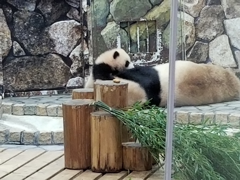 f:id:cafenoir-panda:20190421201239j:plain