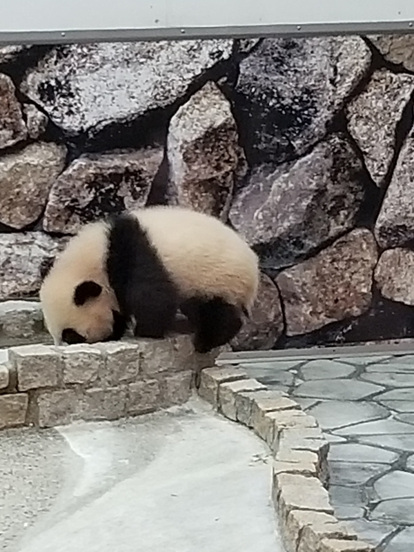 f:id:cafenoir-panda:20190421201242j:plain