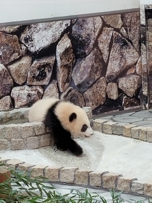 f:id:cafenoir-panda:20190421201243j:plain