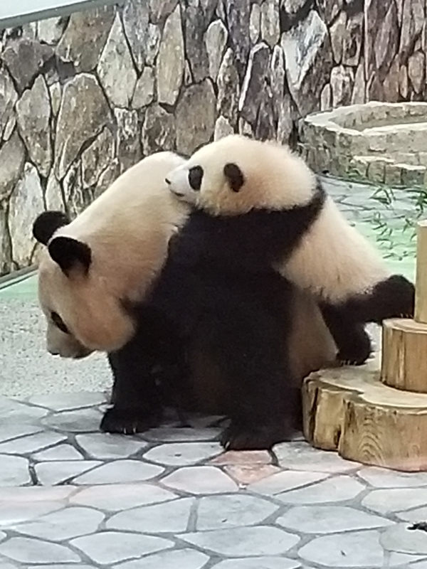 f:id:cafenoir-panda:20190421201247j:plain