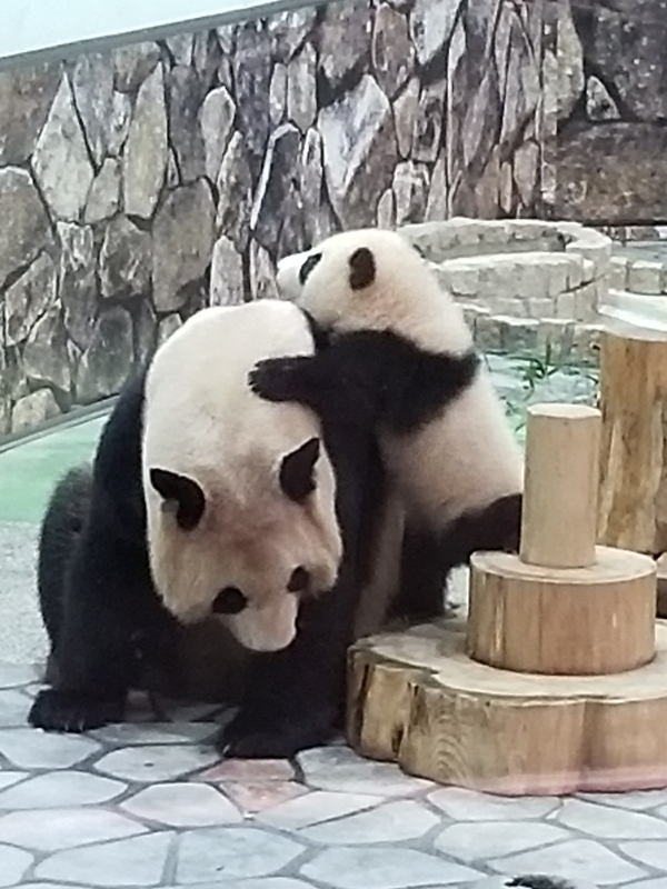 f:id:cafenoir-panda:20190421201248j:plain