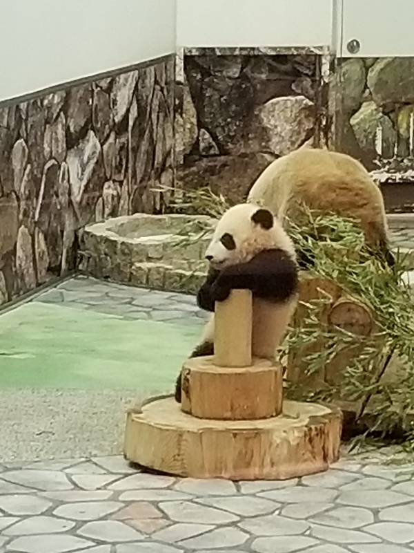 f:id:cafenoir-panda:20190421201305j:plain