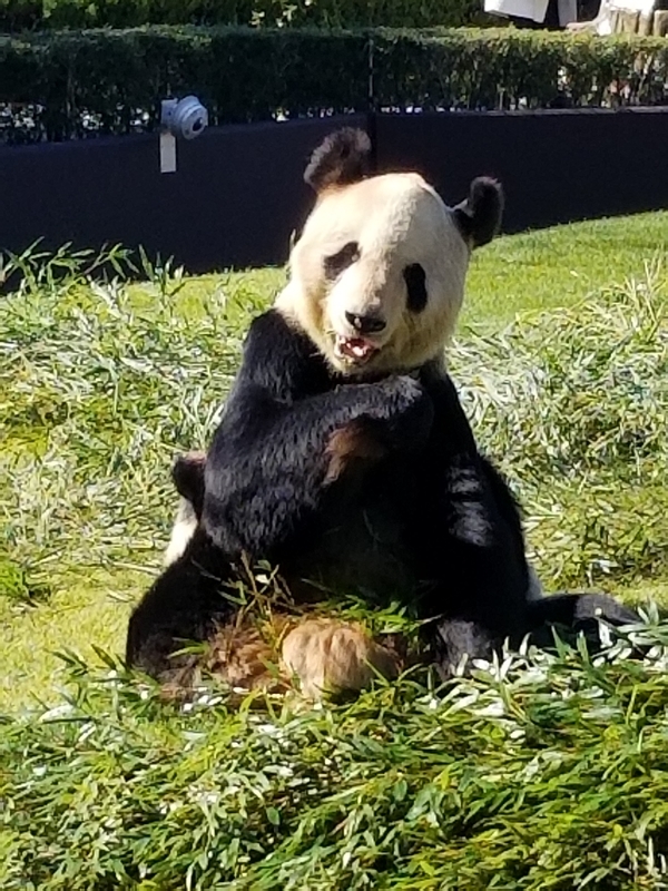 f:id:cafenoir-panda:20190421201308j:plain