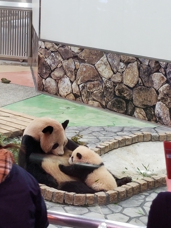 f:id:cafenoir-panda:20190421201309j:plain