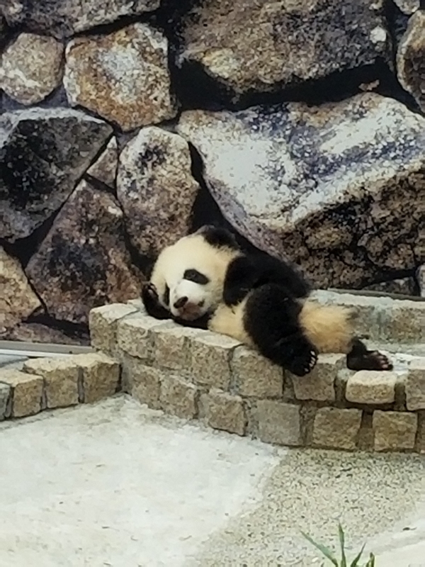 f:id:cafenoir-panda:20190421201311j:plain