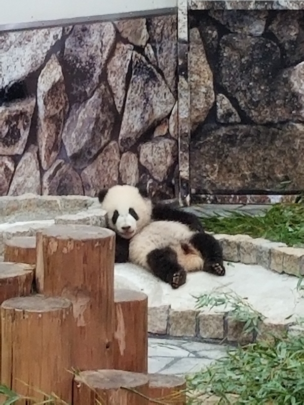 f:id:cafenoir-panda:20190421201312j:plain