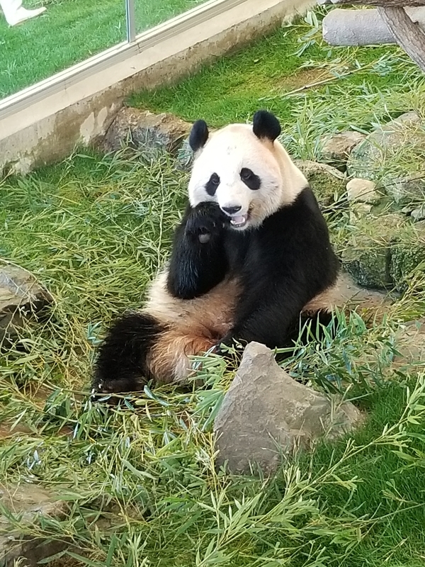 f:id:cafenoir-panda:20190421201314j:plain
