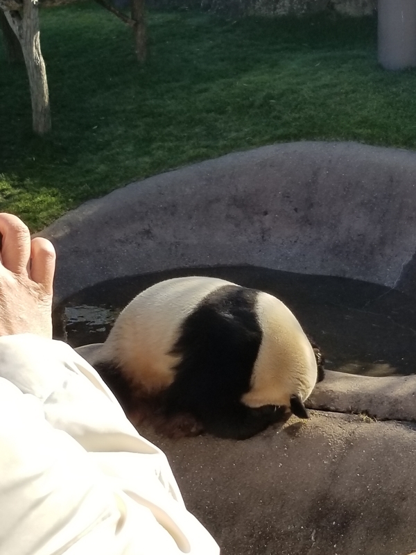 f:id:cafenoir-panda:20190421201320j:plain