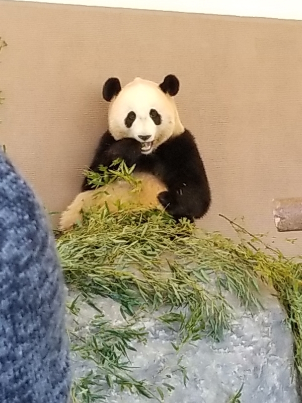 f:id:cafenoir-panda:20190421201321j:plain