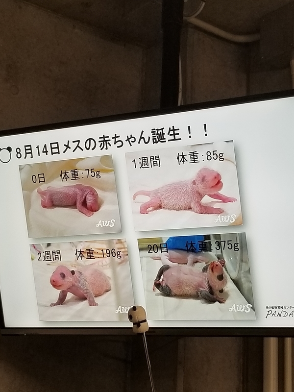 f:id:cafenoir-panda:20190421201323j:plain