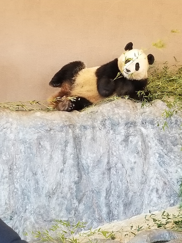 f:id:cafenoir-panda:20190421201327j:plain