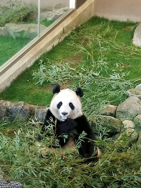 f:id:cafenoir-panda:20190421201328j:plain