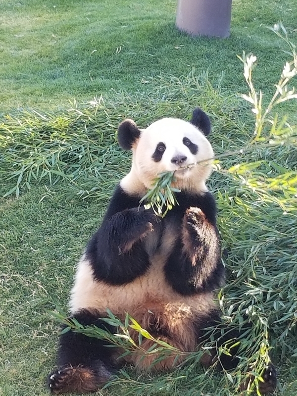 f:id:cafenoir-panda:20190421201329j:plain