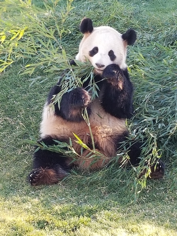 f:id:cafenoir-panda:20190421201332j:plain