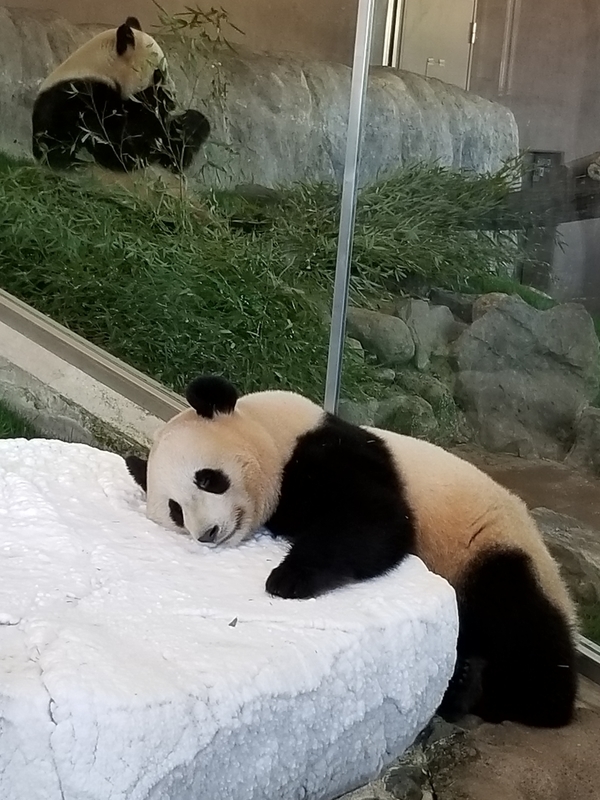 f:id:cafenoir-panda:20190421201335j:plain