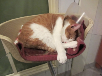 猫カフェお台場の巻 Sasha S Note 一期一会