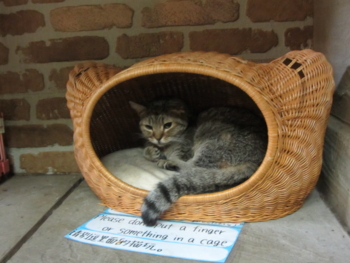 猫カフェお台場の巻 Sasha S Note 一期一会