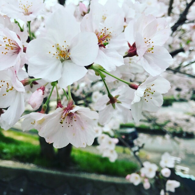 f:id:caffeumum:20170410134144j:image f:id:caffeumum:20170410134144j:image