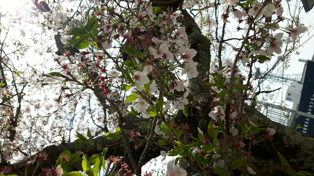 f:id:caffeumum:20170413113457j:image f:id:caffeumum:20170413113457j:image