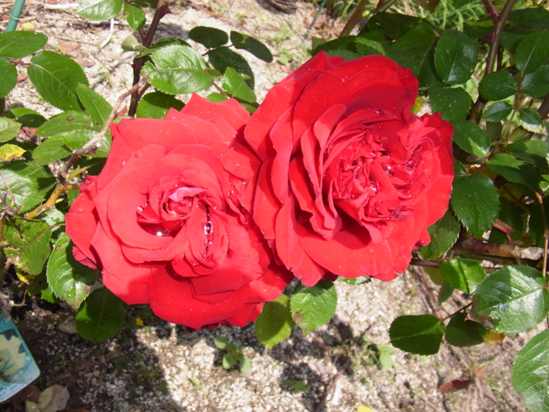 f:id:cagiva6611:20120427105334j:image