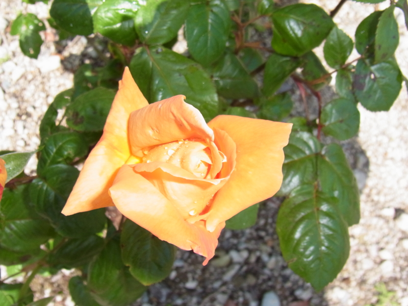 f:id:cagiva6611:20120427105353j:image